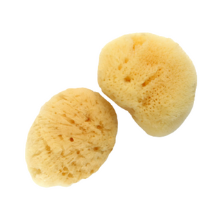 Nash and Jones - Sea Sponge Body