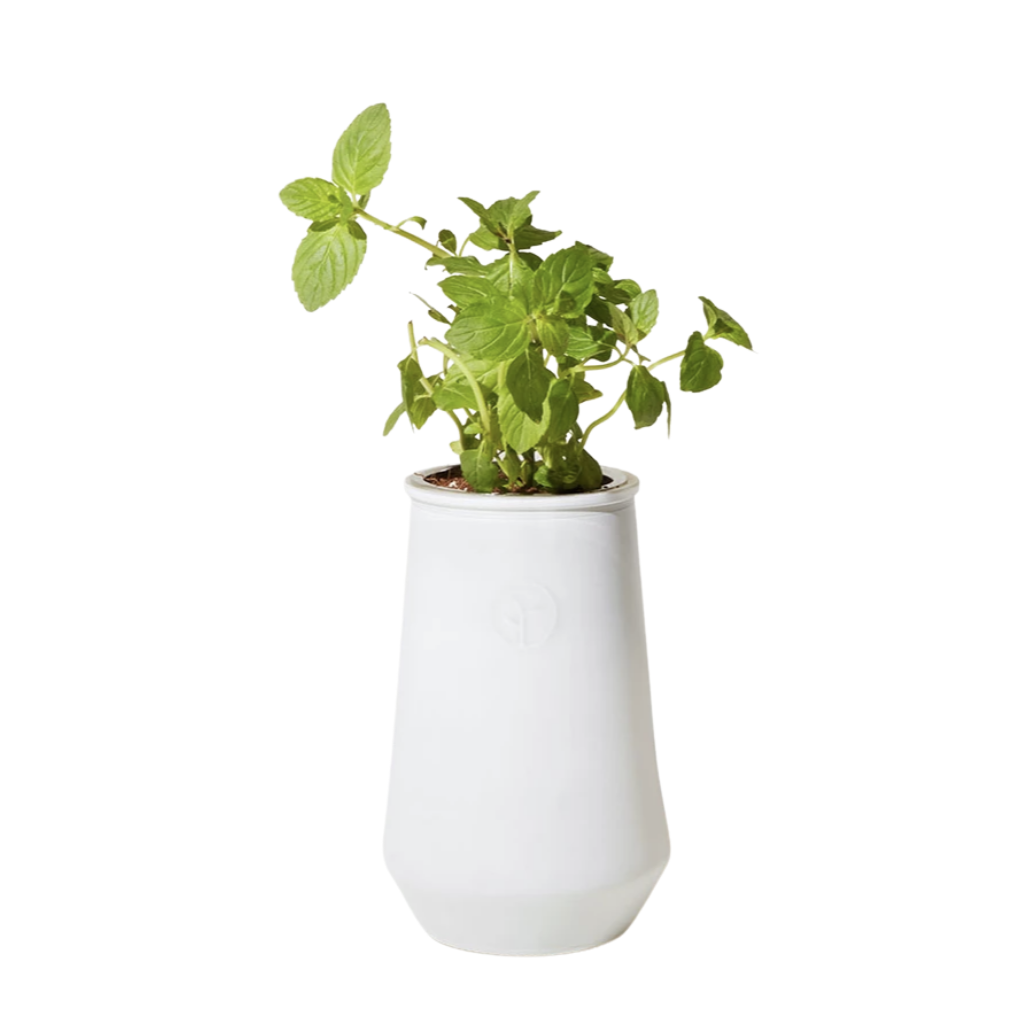 plant growing kit indoor Modern Sprout - Indoor Hydroponic Grow Kit
