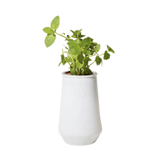 Modern Sprout - Indoor Hydroponic Grow Kit - Mint