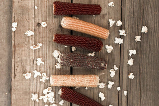Petersen Family Farm - Popcorn on the Cob (Burlap)